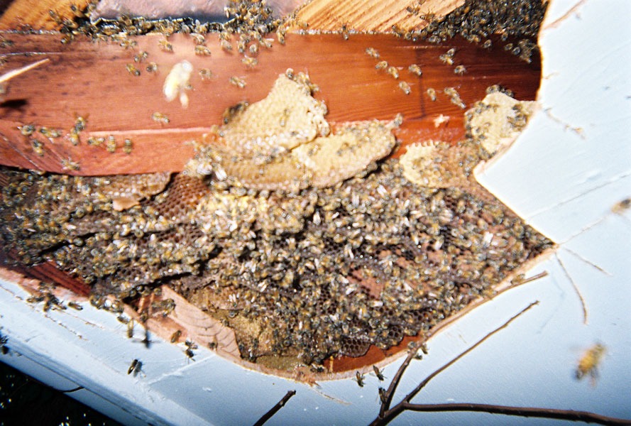 In-wall honeycomb extraction by a certified beekeeper