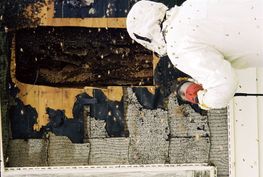Honeybee swarm removal in progress