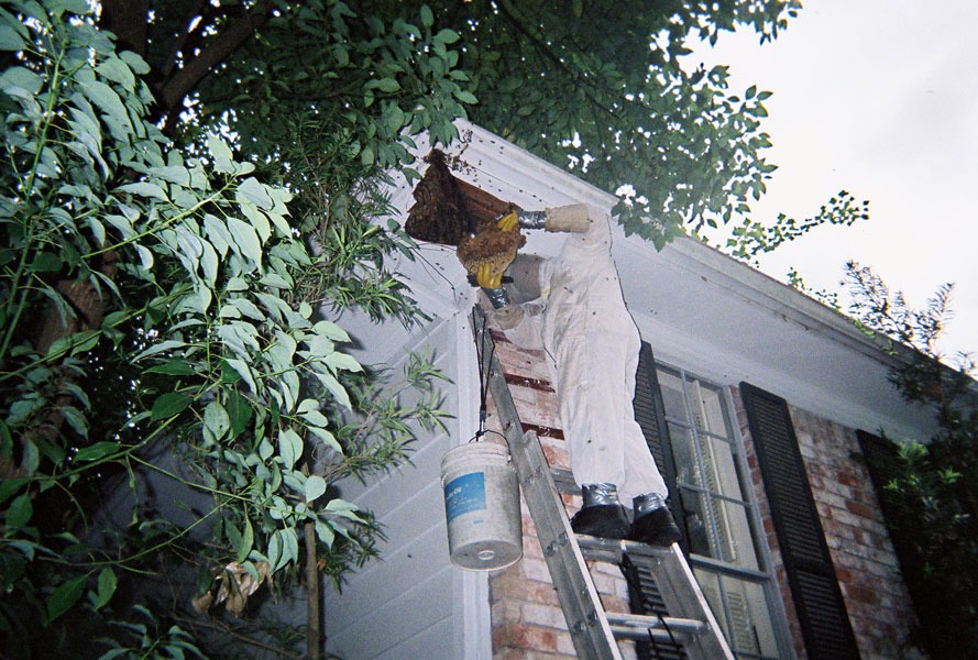 In-wall honeycomb extraction by a certified beekeeper