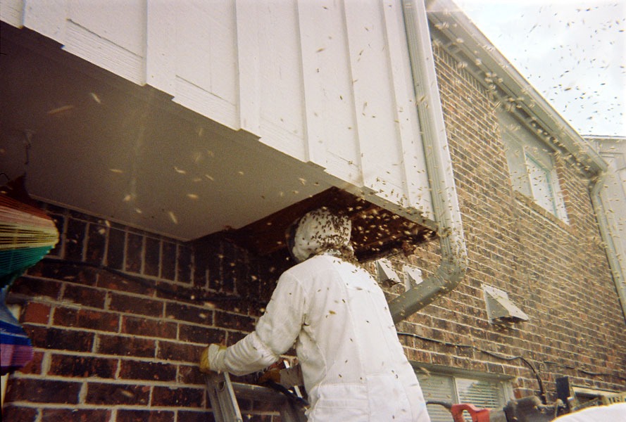 Honeybee swarm removal in progress