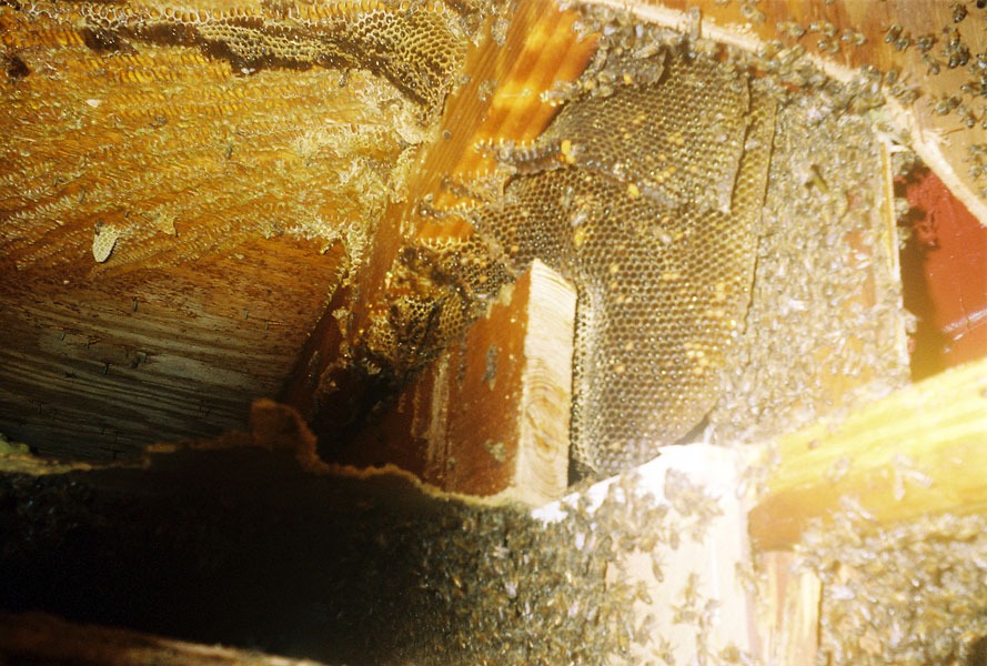 In-wall honeycomb extraction by a certified beekeeper
