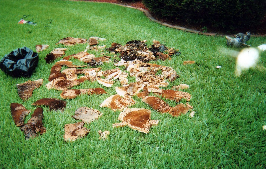 Bee & honeycomb removal — in-progress customer project
