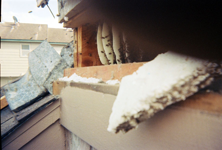 Honeybee swarm removal in progress