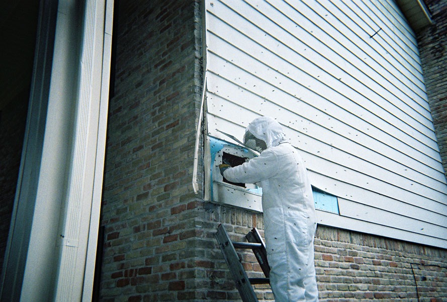In-wall honeycomb extraction by a certified beekeeper