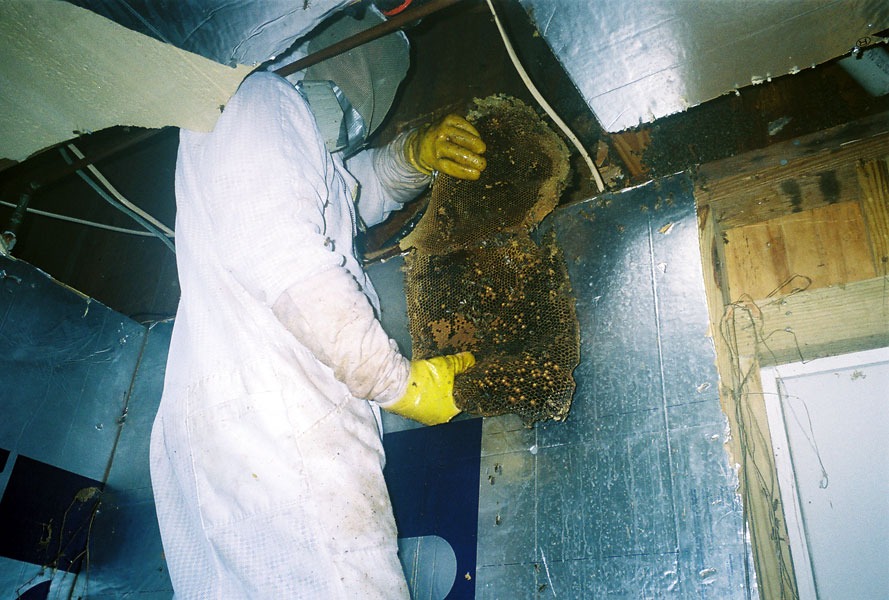 In-wall honeycomb extraction by a certified beekeeper