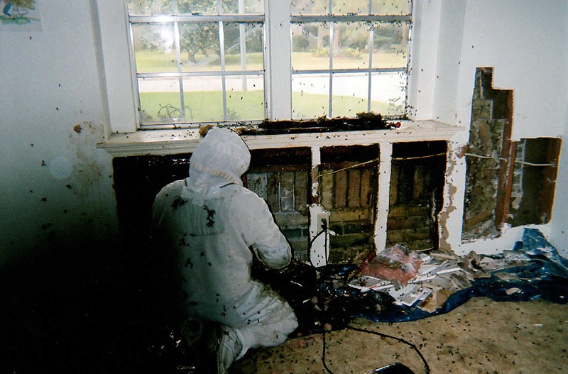 Honeycomb structure removed during a live bee relocation