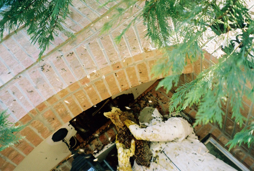 Honeybee swarm removal in progress