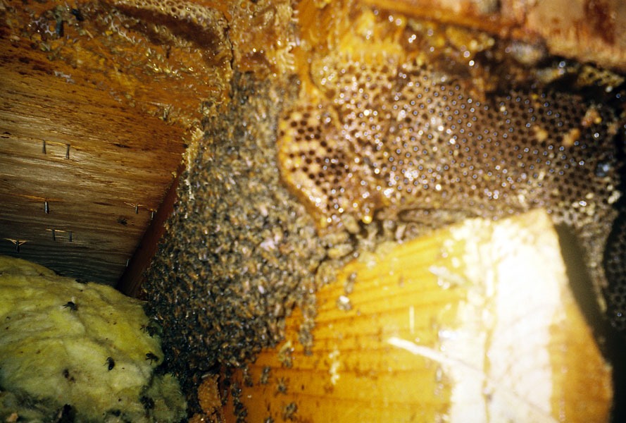 In-wall honeycomb extraction by a certified beekeeper