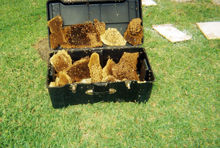 Honeybee swarm removal in progress
