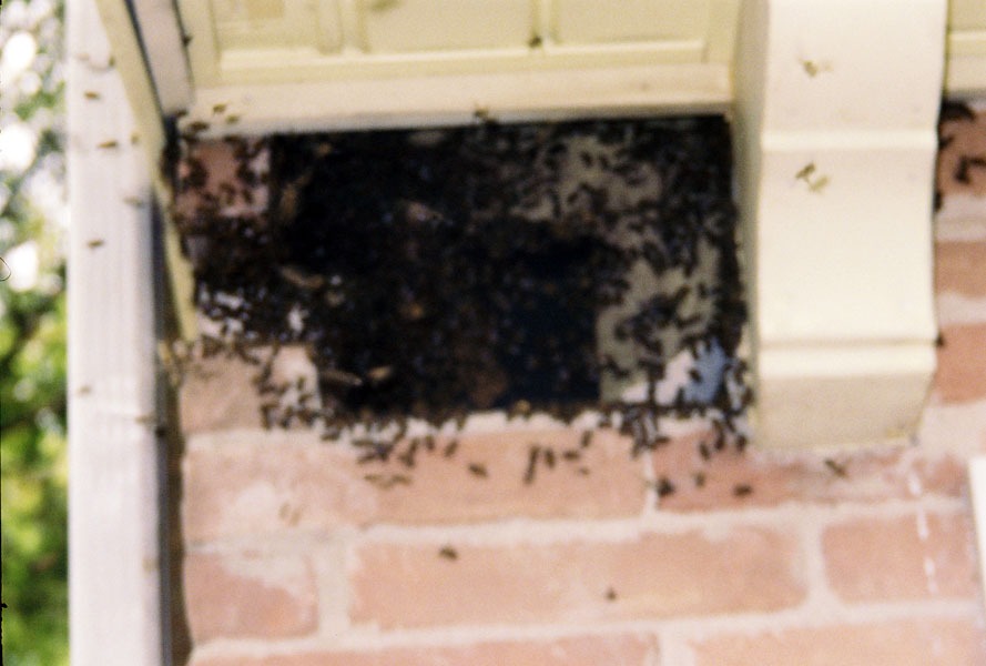 Honeybee swarm removal in progress