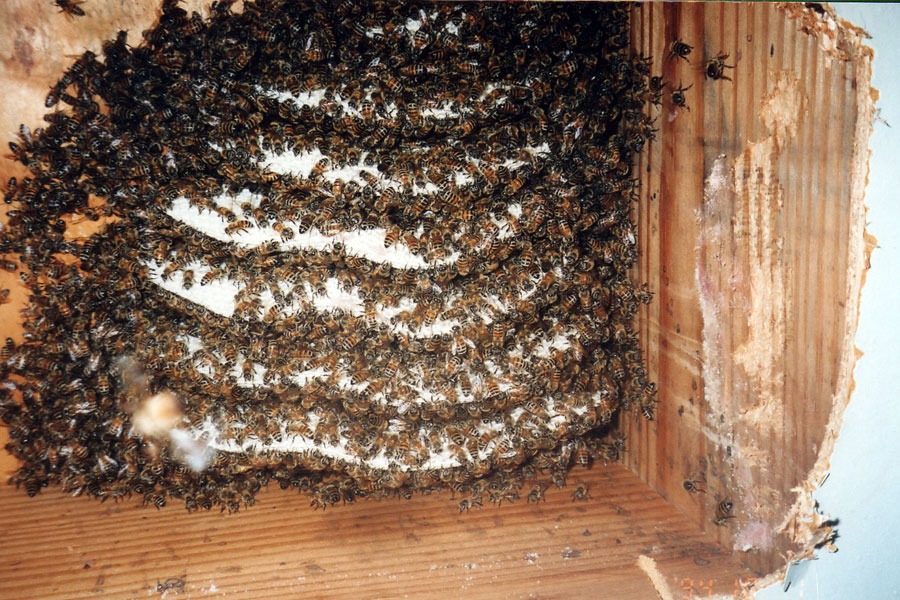 Bee & honeycomb removal — in-progress customer project