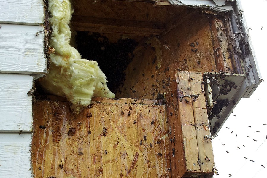 Live honeybee removal from an irrigation pipe