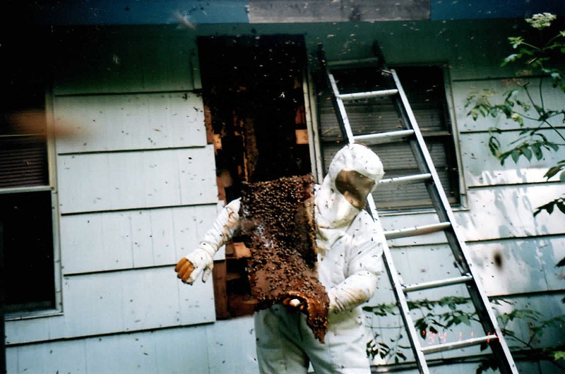 Honeycomb structure removed during a live bee relocation