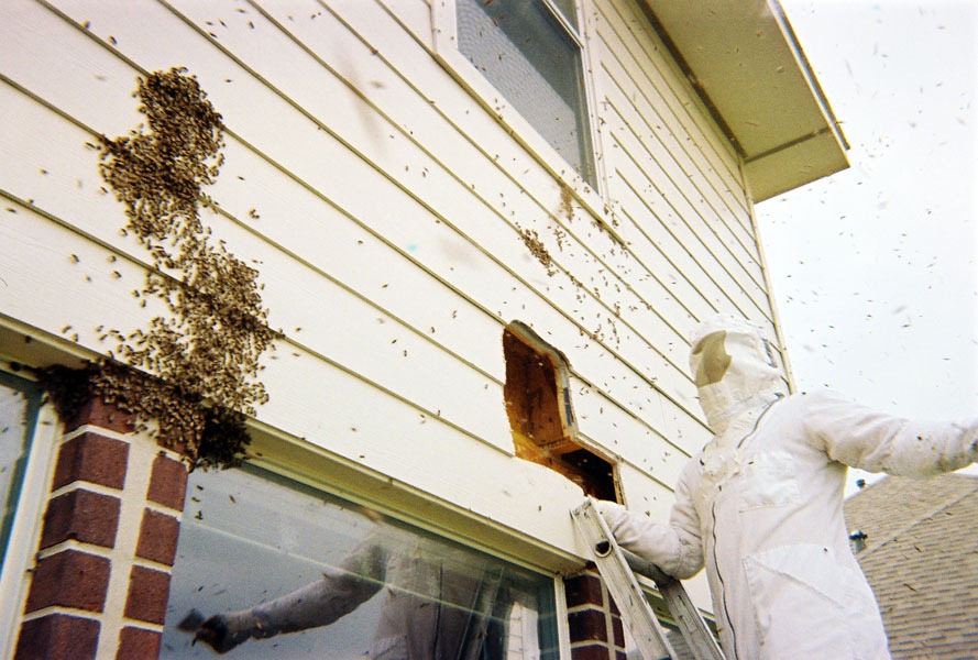 Honeybee swarm removal in progress
