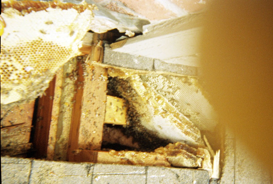 Honeybee swarm removal in progress