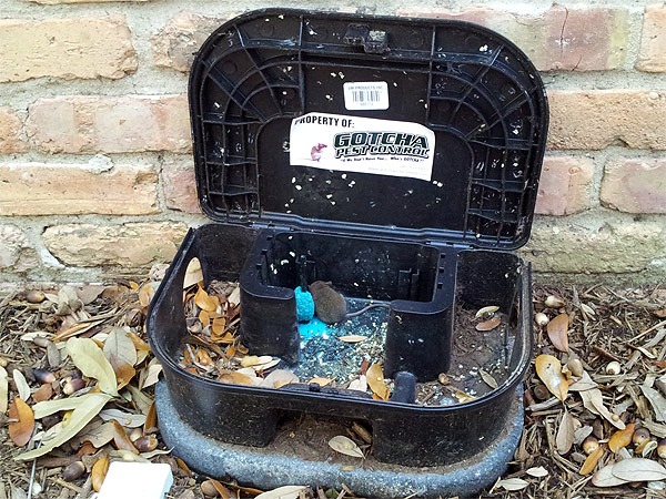 Gotcha-branded rodent bait station installed on site