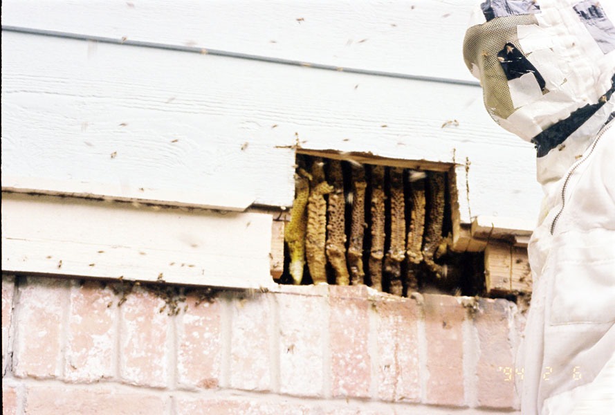 Honeybee swarm removal in progress