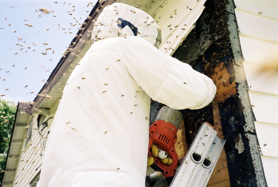 Honeybee swarm removal in progress