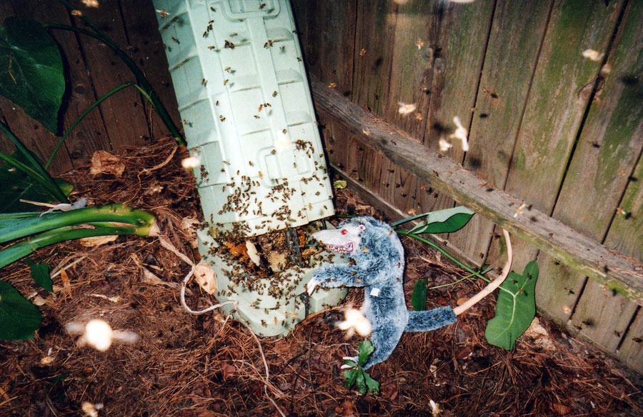 Bee & honeycomb removal — in-progress customer project