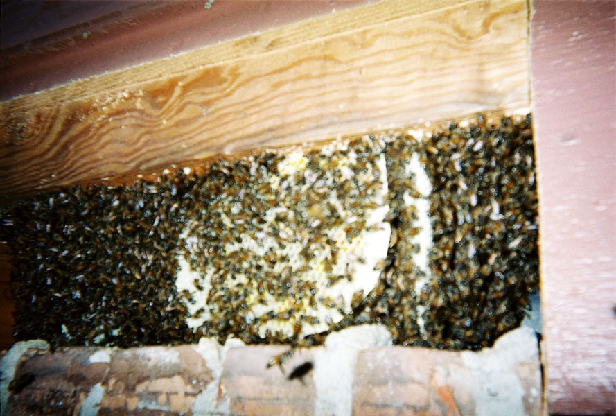 In-wall honeycomb extraction by a certified beekeeper