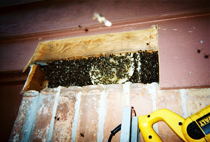 In-wall honeycomb extraction by a certified beekeeper