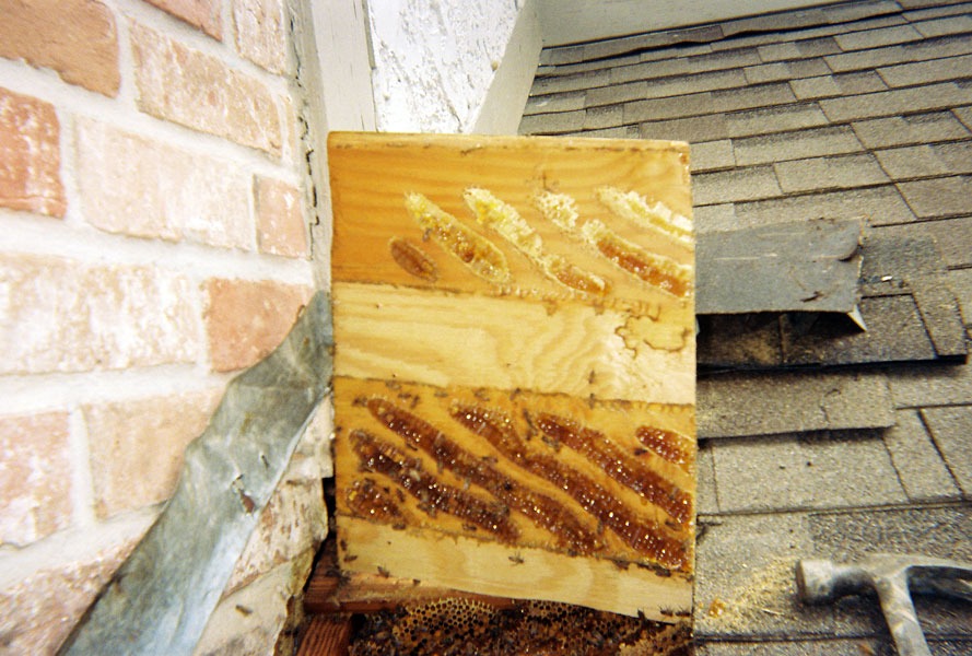 Honeybee swarm removal in progress