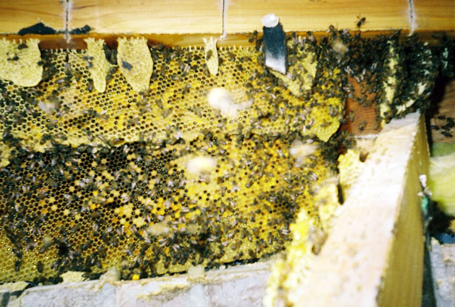 In-wall honeycomb extraction by a certified beekeeper