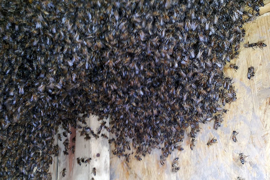 Live honeybee removal from an irrigation pipe