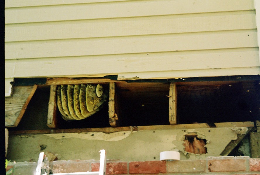 Honeybee swarm removal in progress