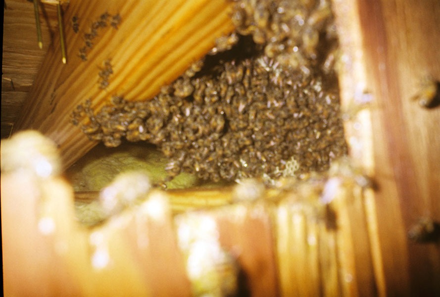 In-wall honeycomb extraction by a certified beekeeper