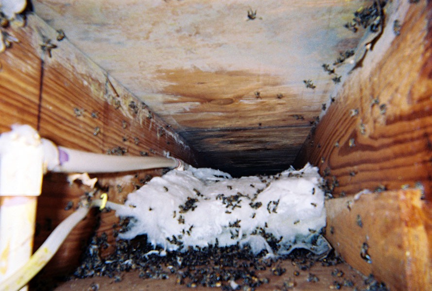 In-wall honeycomb extraction by a certified beekeeper
