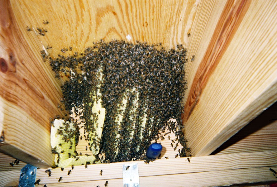 In-wall honeycomb extraction by a certified beekeeper