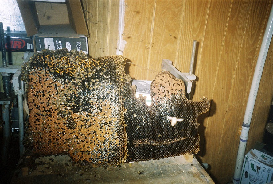 In-wall honeycomb extraction by a certified beekeeper