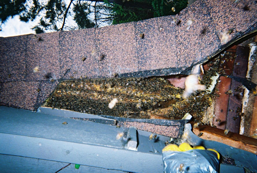 In-wall honeycomb extraction by a certified beekeeper
