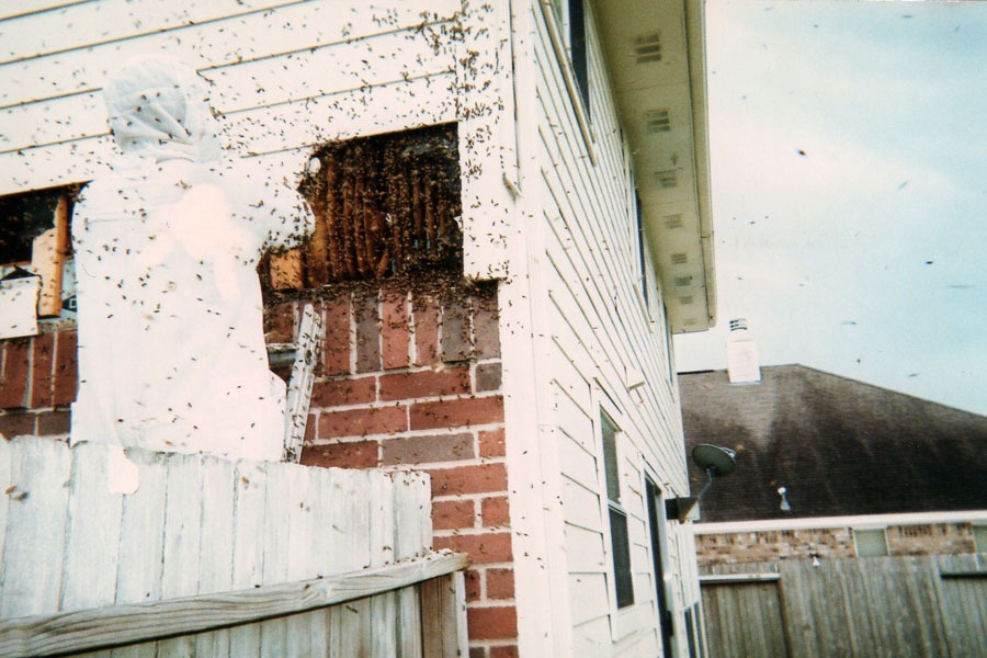 Bee & honeycomb removal — in-progress customer project