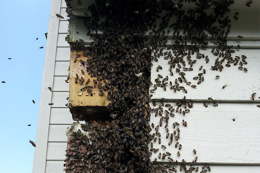 Live honeybee removal from an irrigation pipe