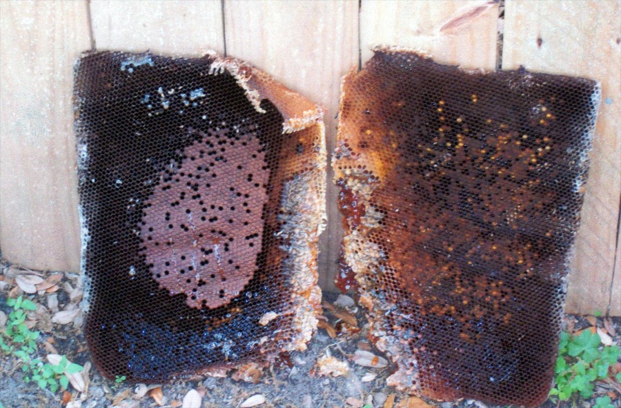 Bee & honeycomb removal — in-progress customer project