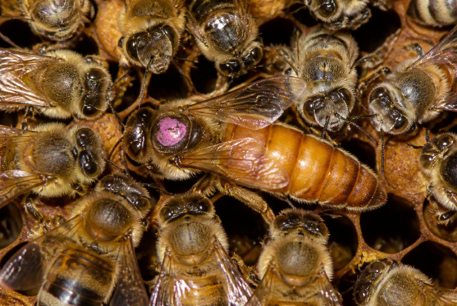 Queen bee surrounded by attendant workers