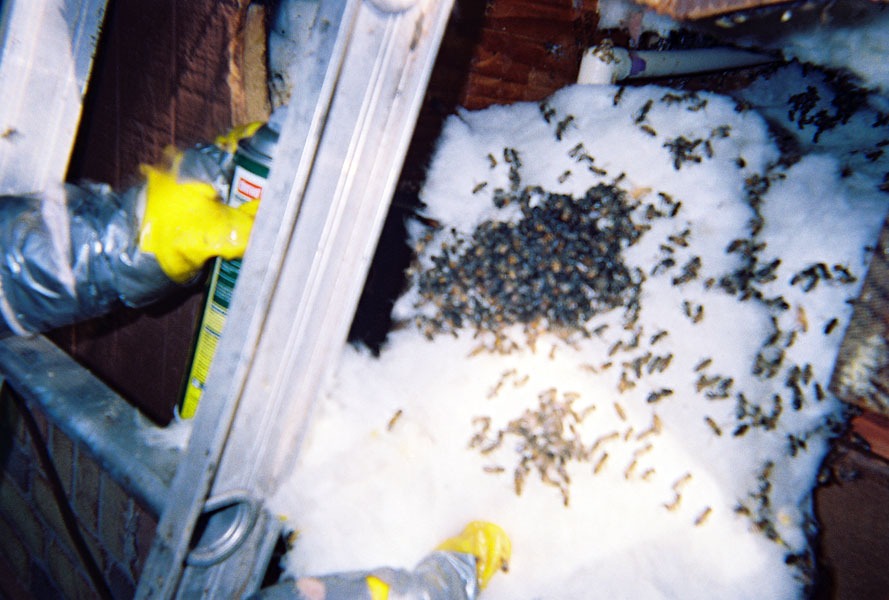 In-wall honeycomb extraction by a certified beekeeper