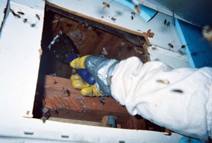 In-wall honeycomb extraction by a certified beekeeper