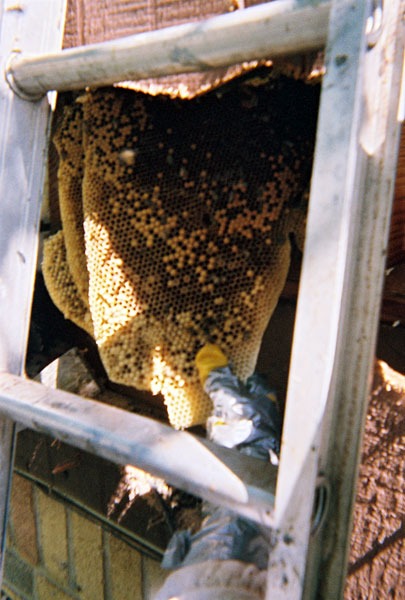 In-wall honeycomb extraction by a certified beekeeper