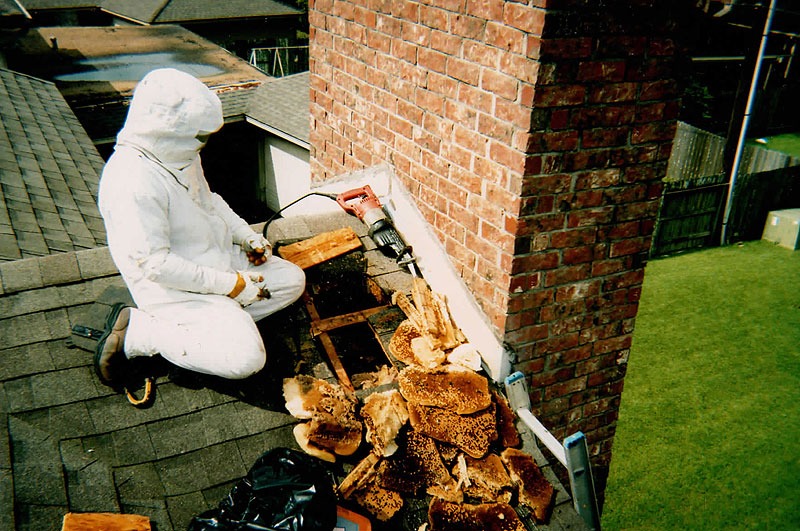 Honeycomb structure removed during a live bee relocation