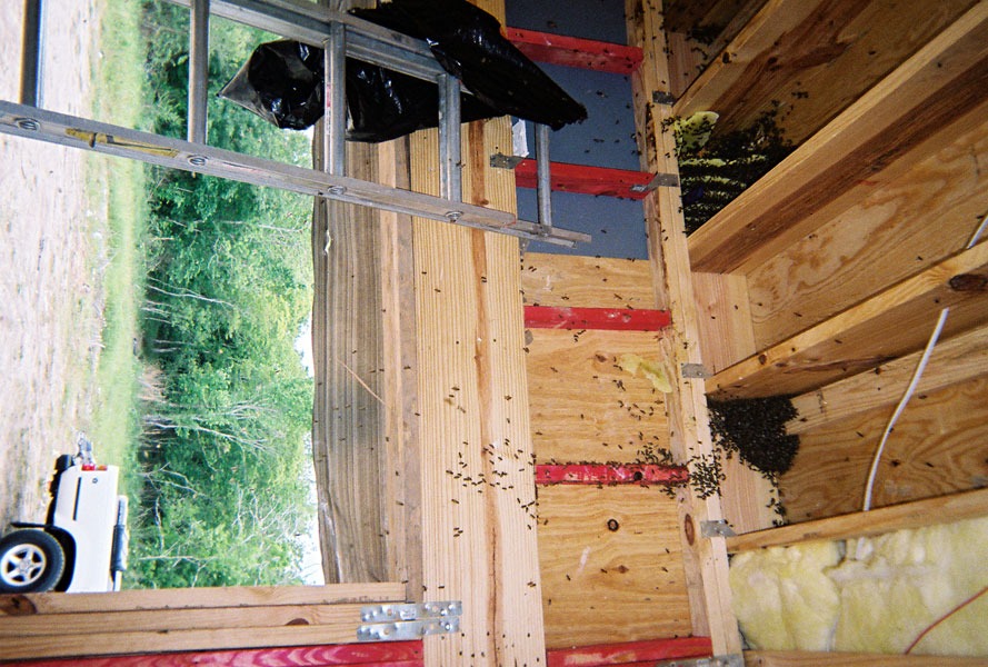 In-wall honeycomb extraction by a certified beekeeper
