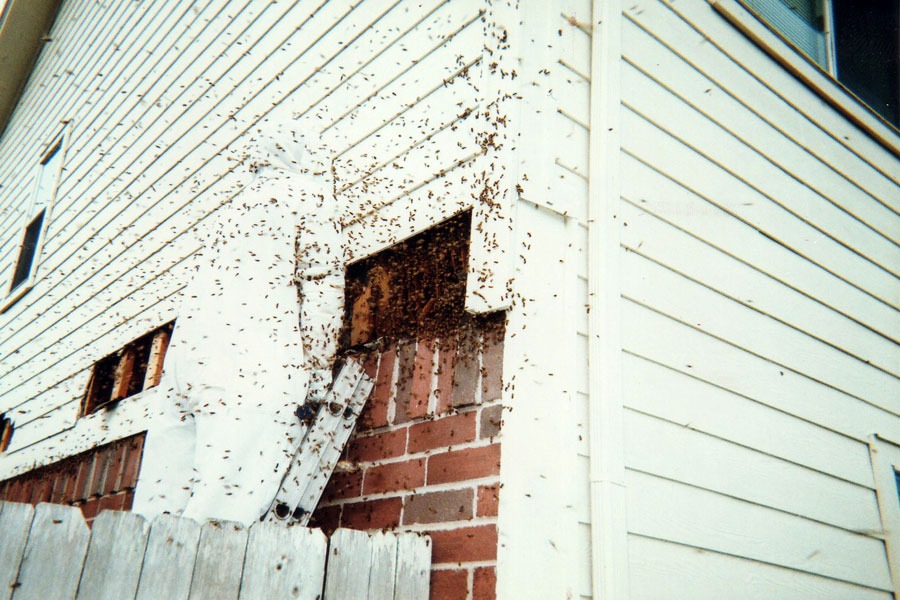Bee & honeycomb removal — in-progress customer project