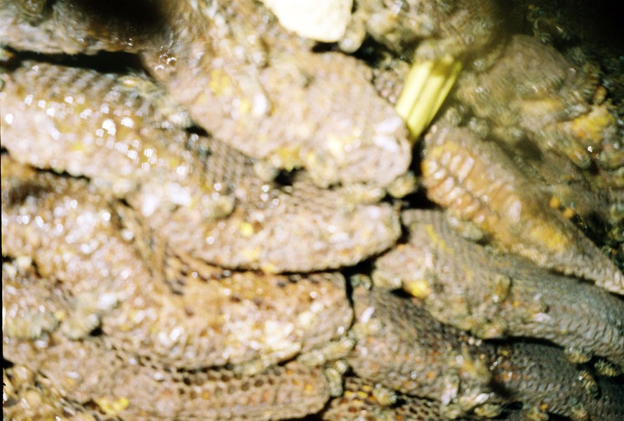 Honeybee swarm removal in progress