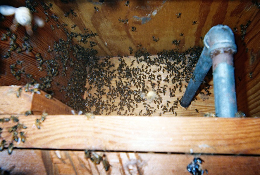 In-wall honeycomb extraction by a certified beekeeper