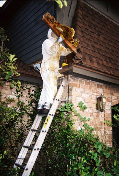 In-wall honeycomb extraction by a certified beekeeper