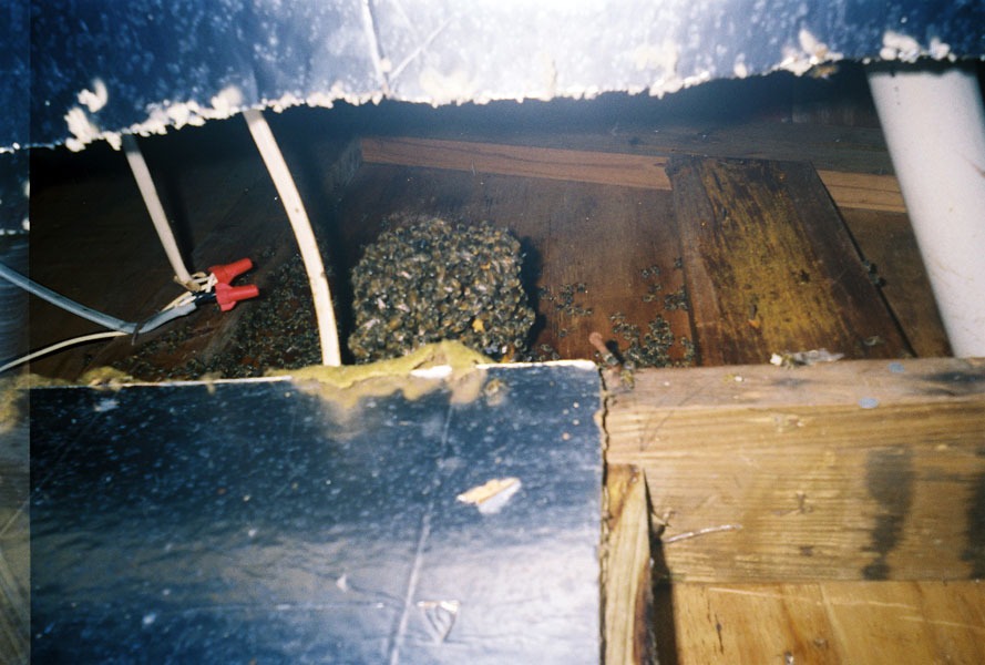 In-wall honeycomb extraction by a certified beekeeper