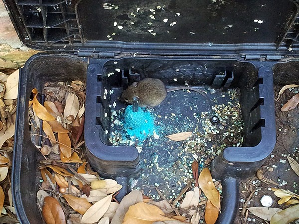 Gotcha-branded rodent bait station installed on site