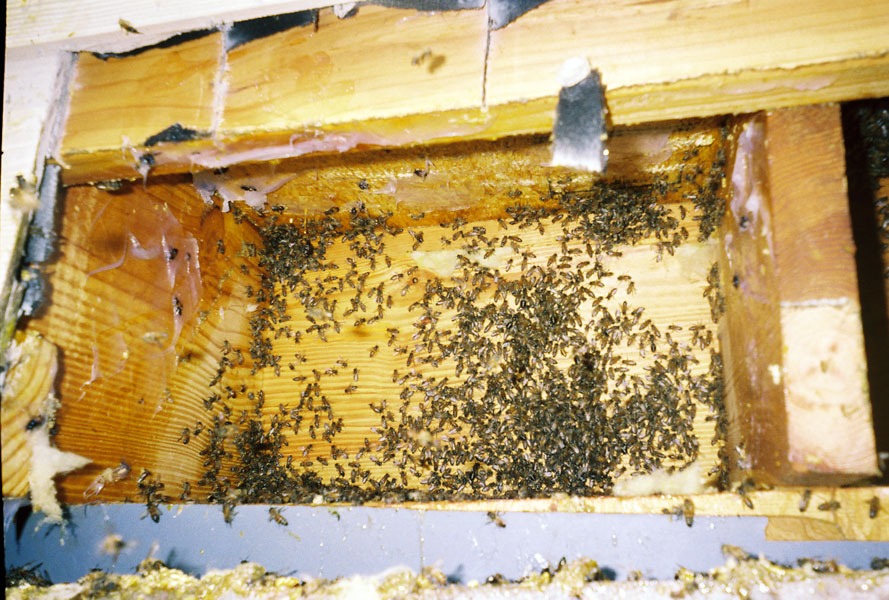 In-wall honeycomb extraction by a certified beekeeper
